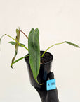 Philodendron spiritus-sancti