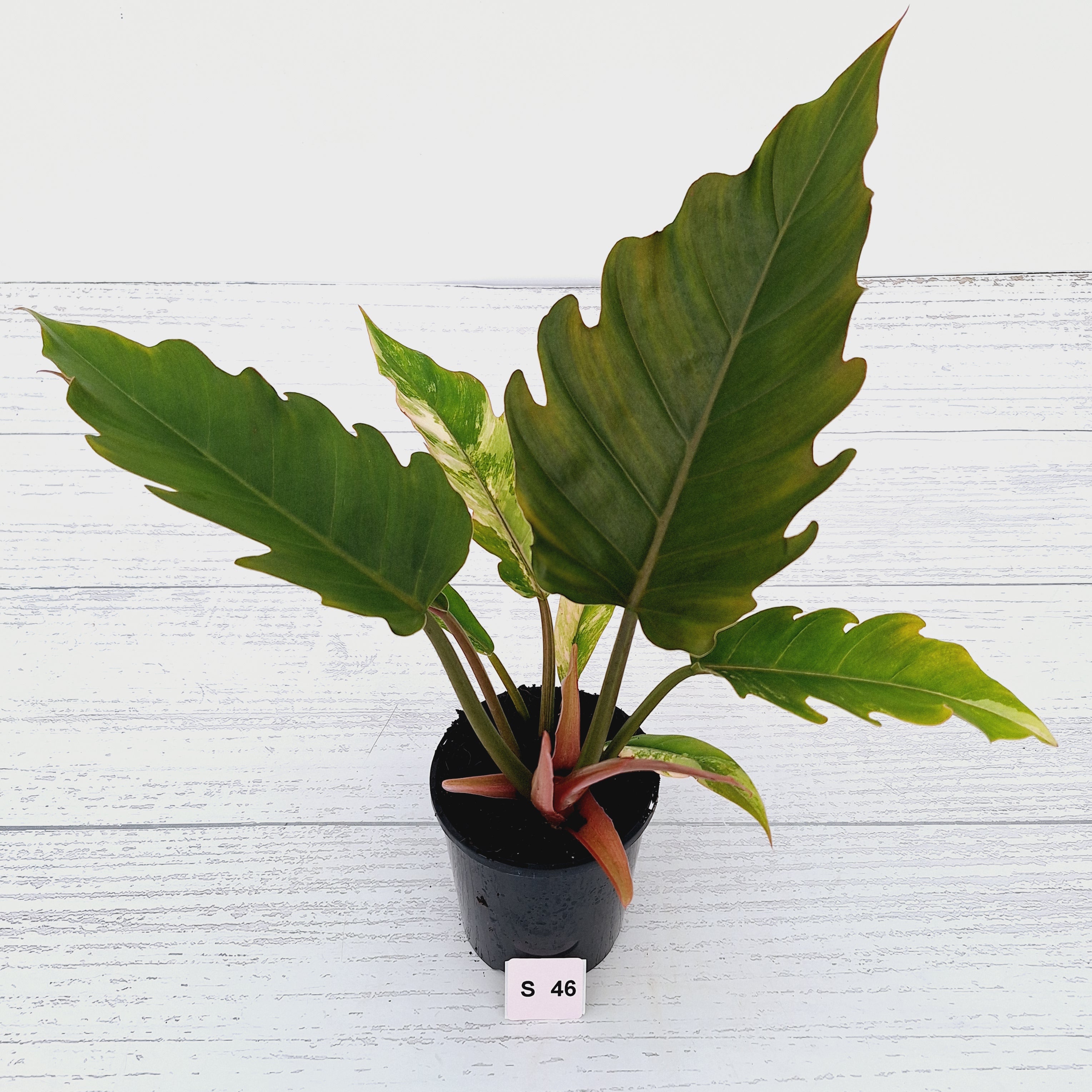 Philodendron serratum Caramel Marble