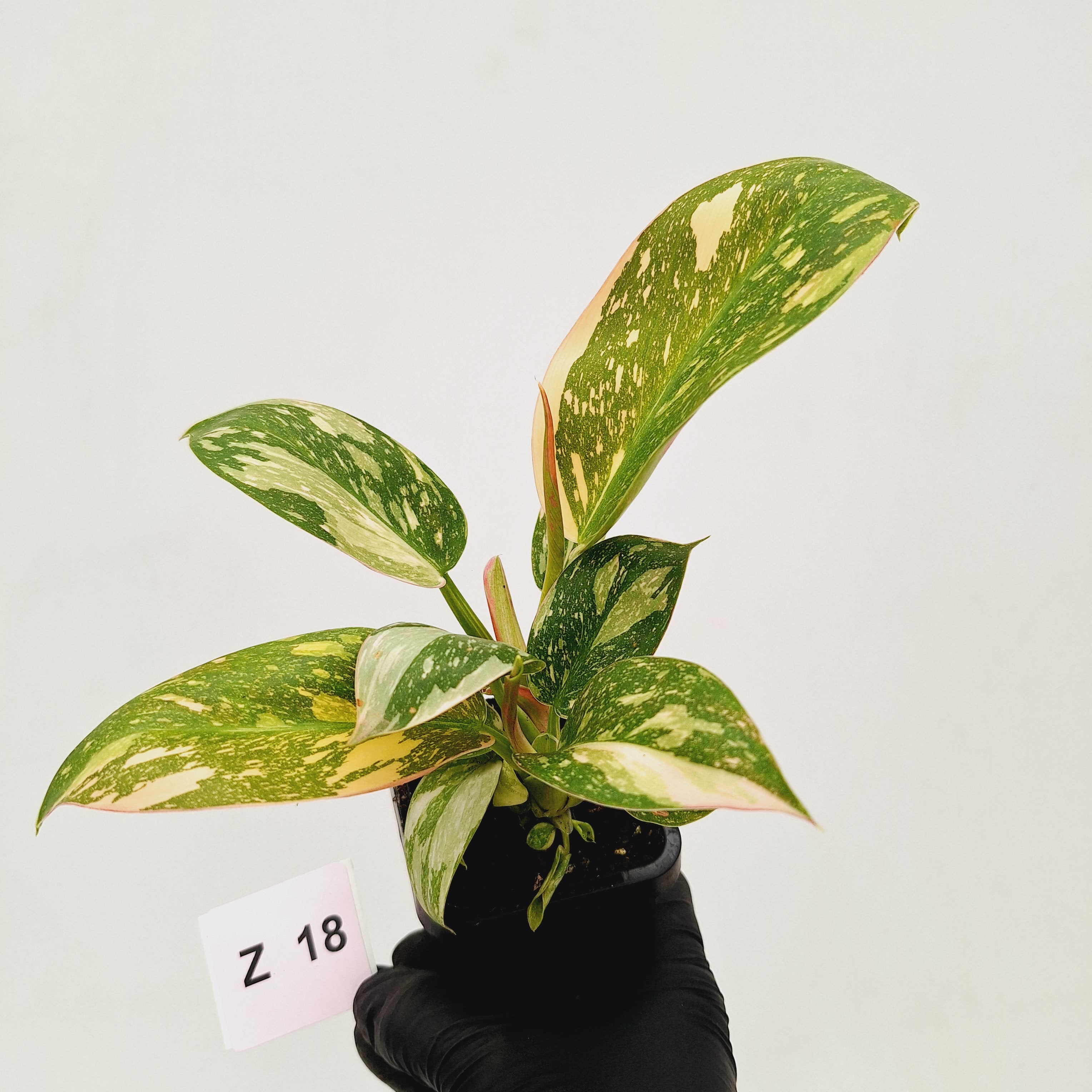 Philodendron Green Congo Variegata (Nuclear)