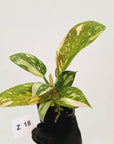 Philodendron Green Congo Variegata (Nuclear)