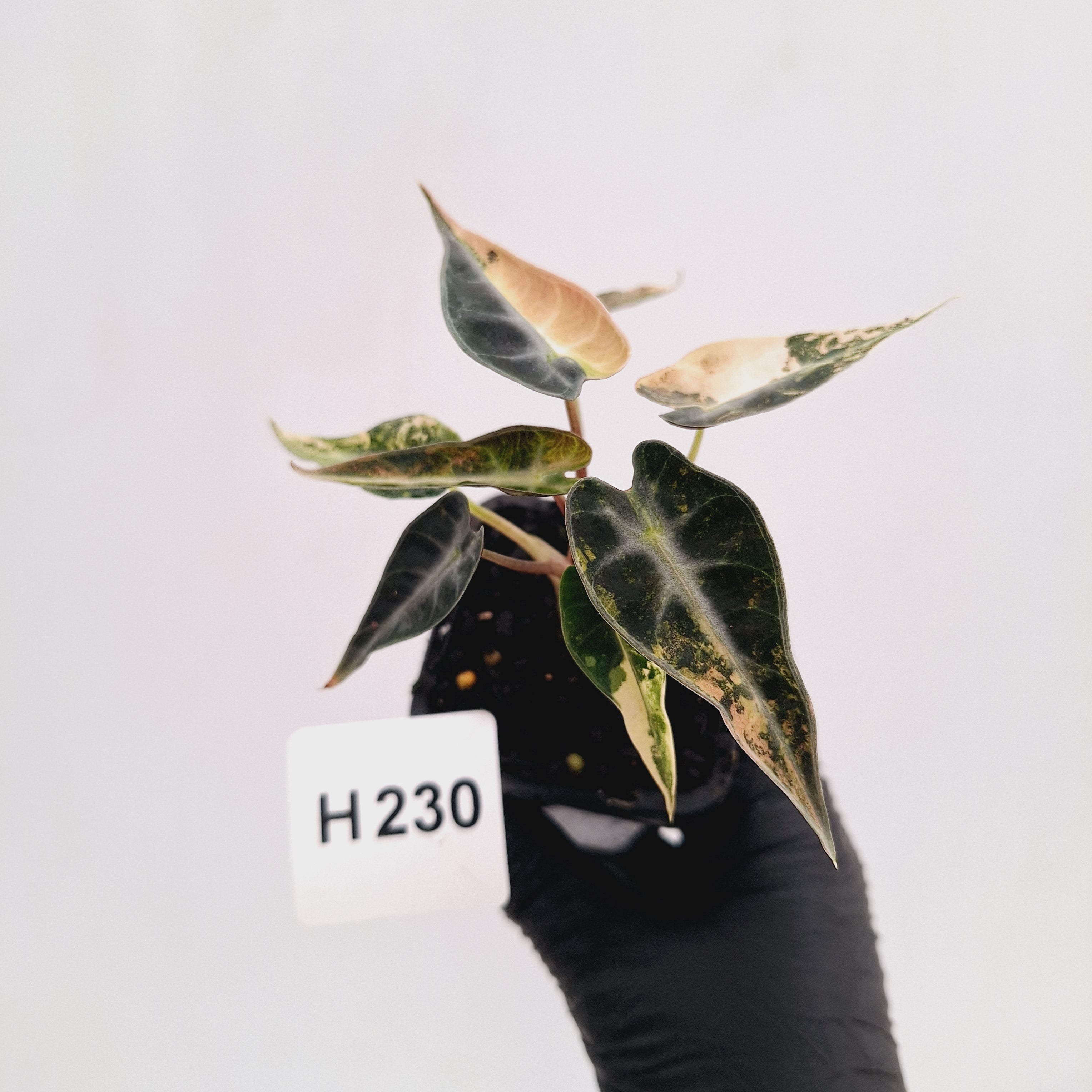 Alocasia Amazonica  bambino Variegata