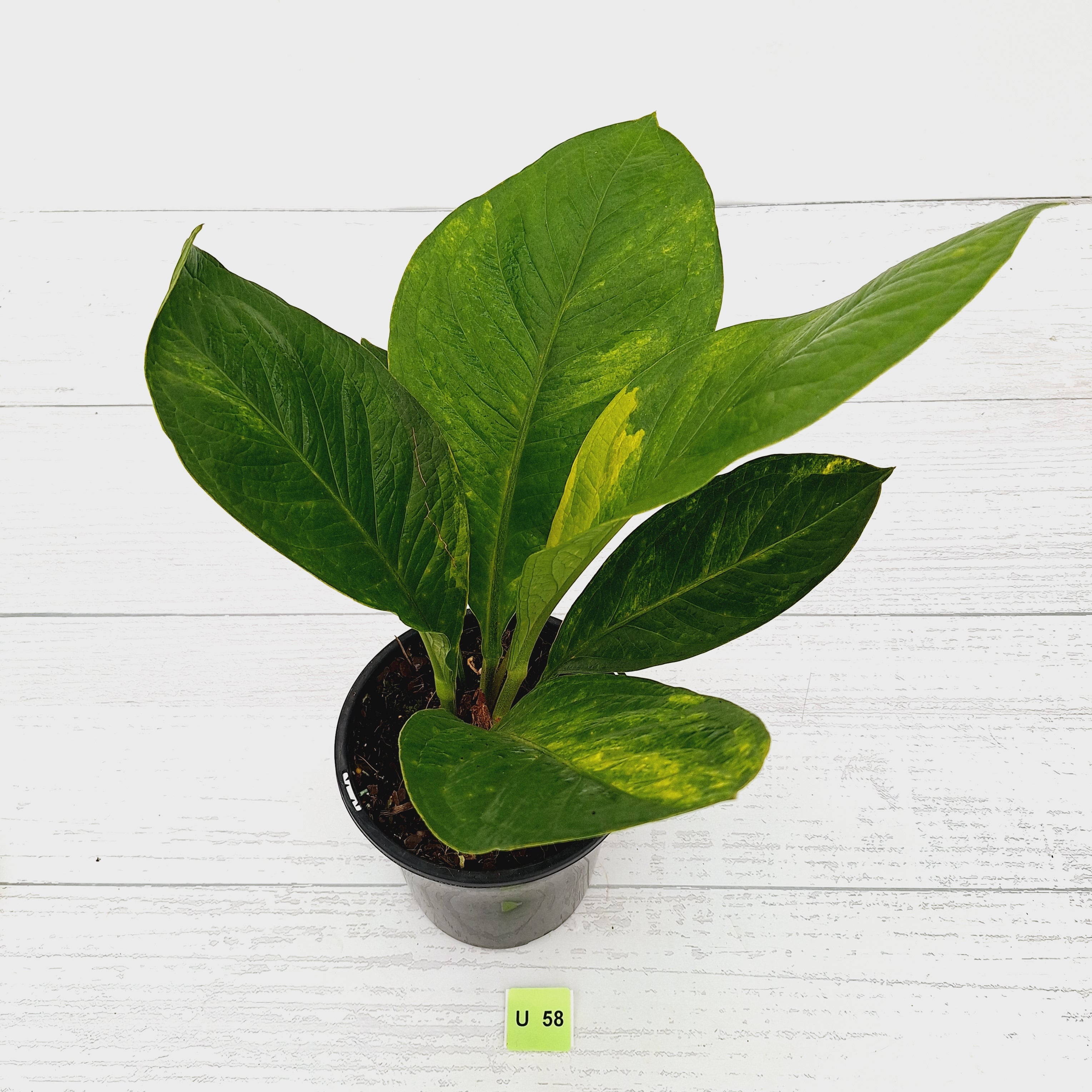 Anthurium jenmanii Variegata