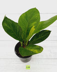 Anthurium jenmanii Variegata