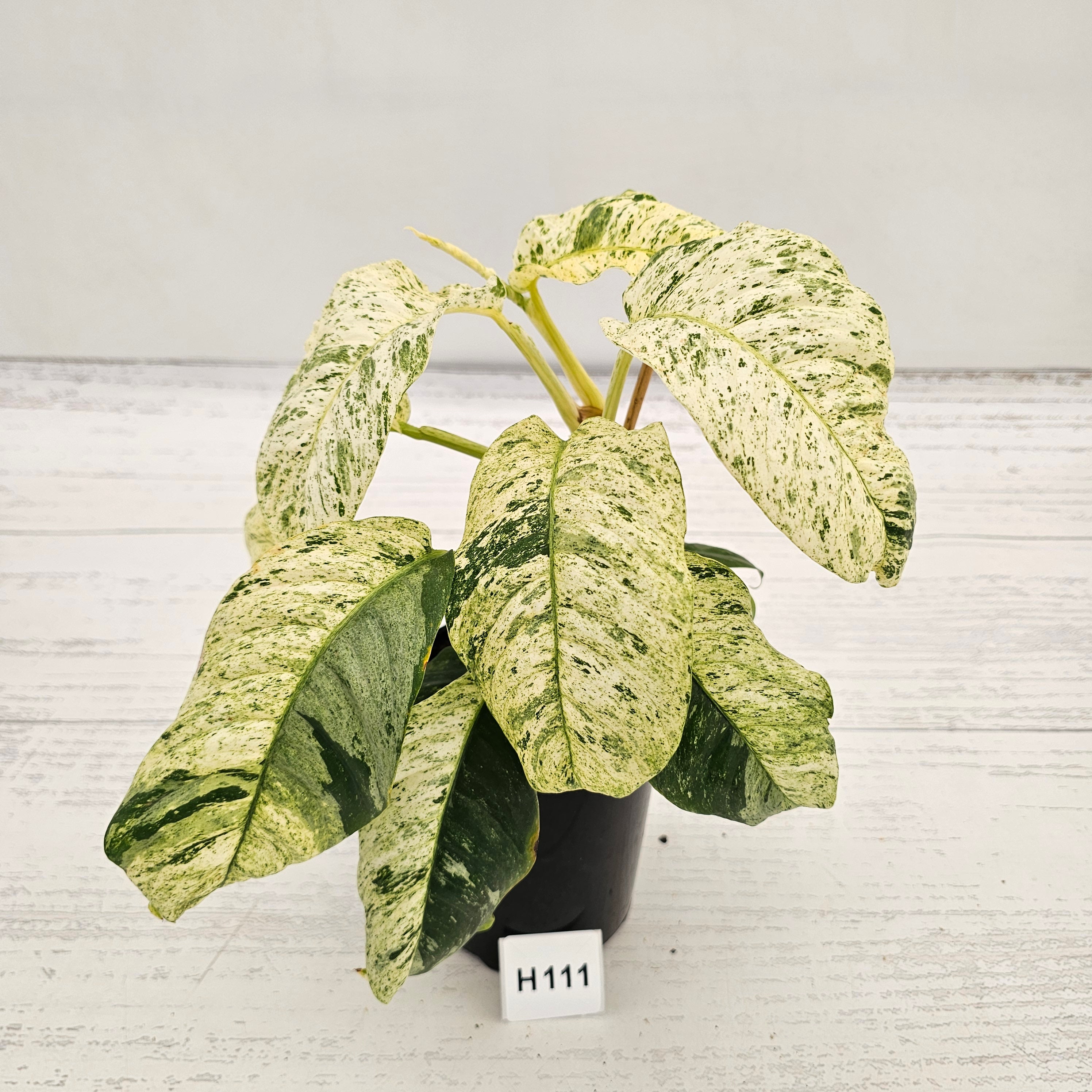 Rhaphidophora puberula variegata