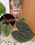 Anthurium Luxurians 125mm Gift Box - Christmas Pre-Order
