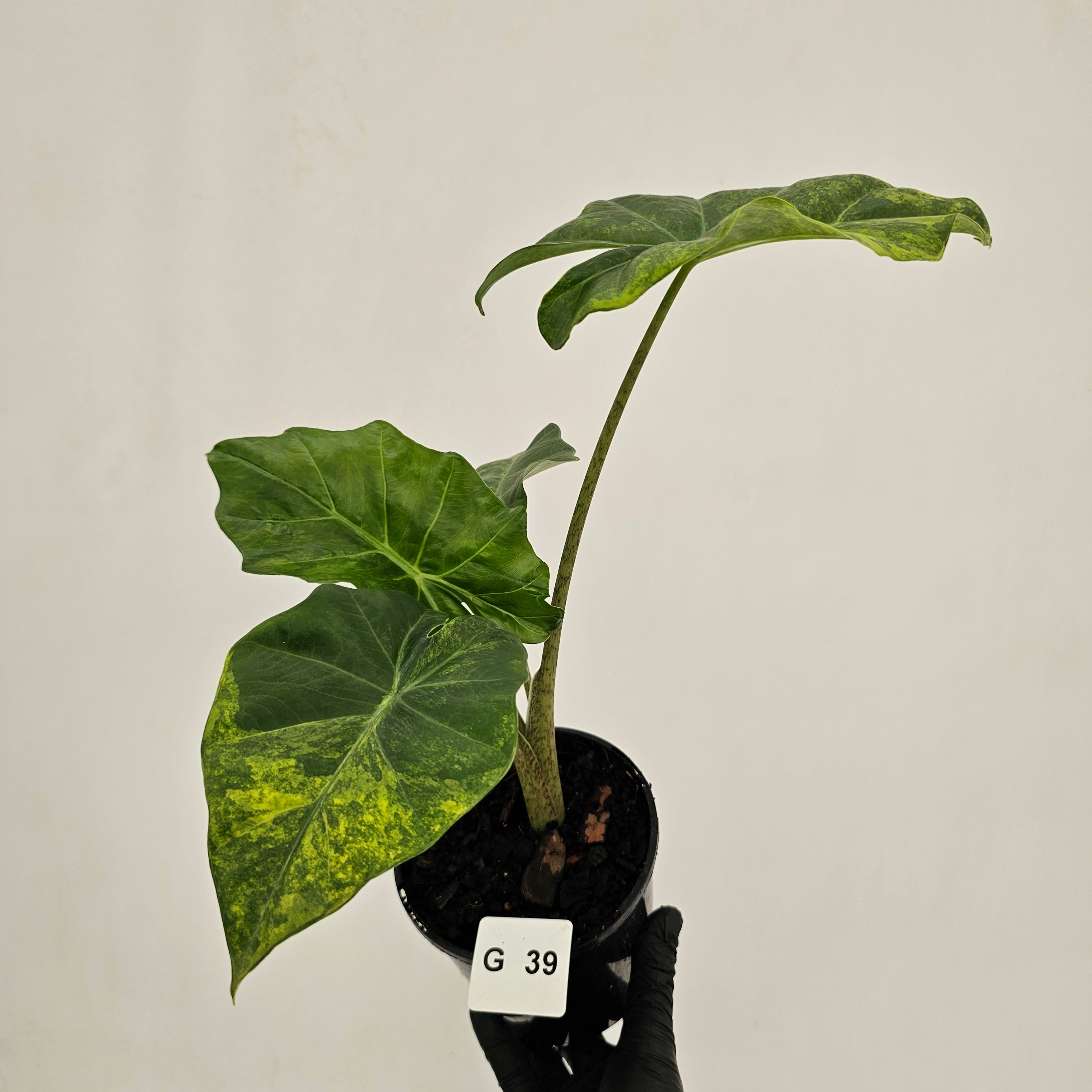 Alocasia Portora Variegata - SALE