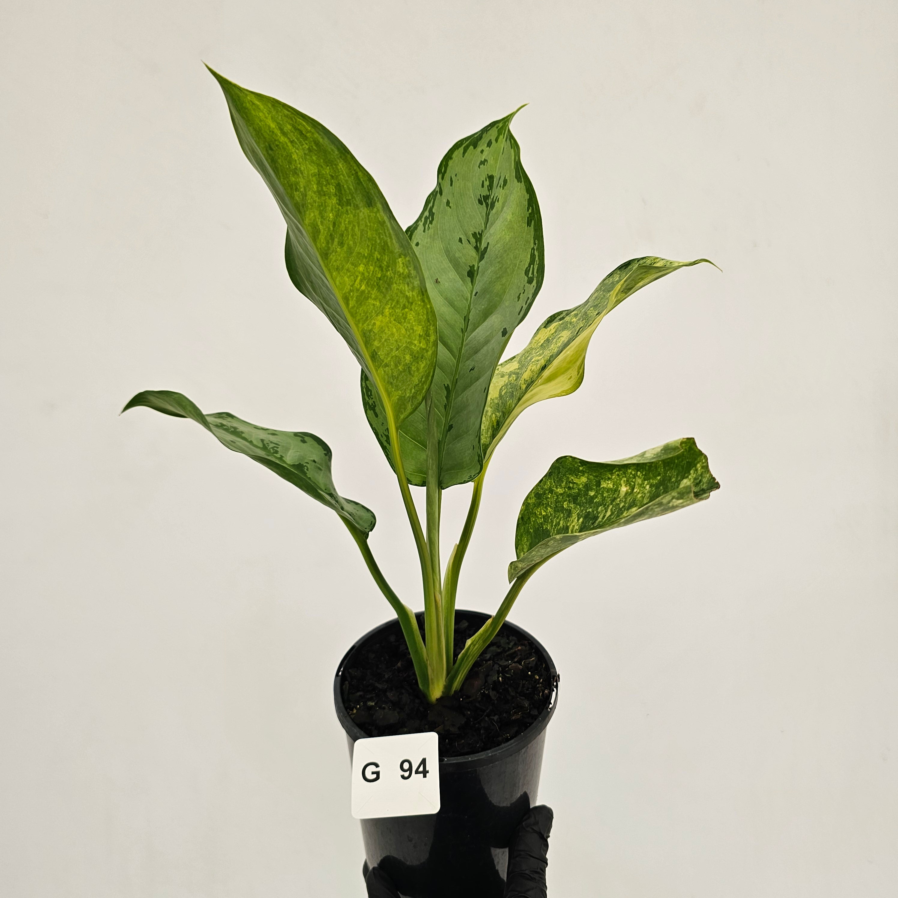 Aglaonema commutatum BJ Freeman Variegata
