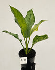 Aglaonema commutatum BJ Freeman Variegata