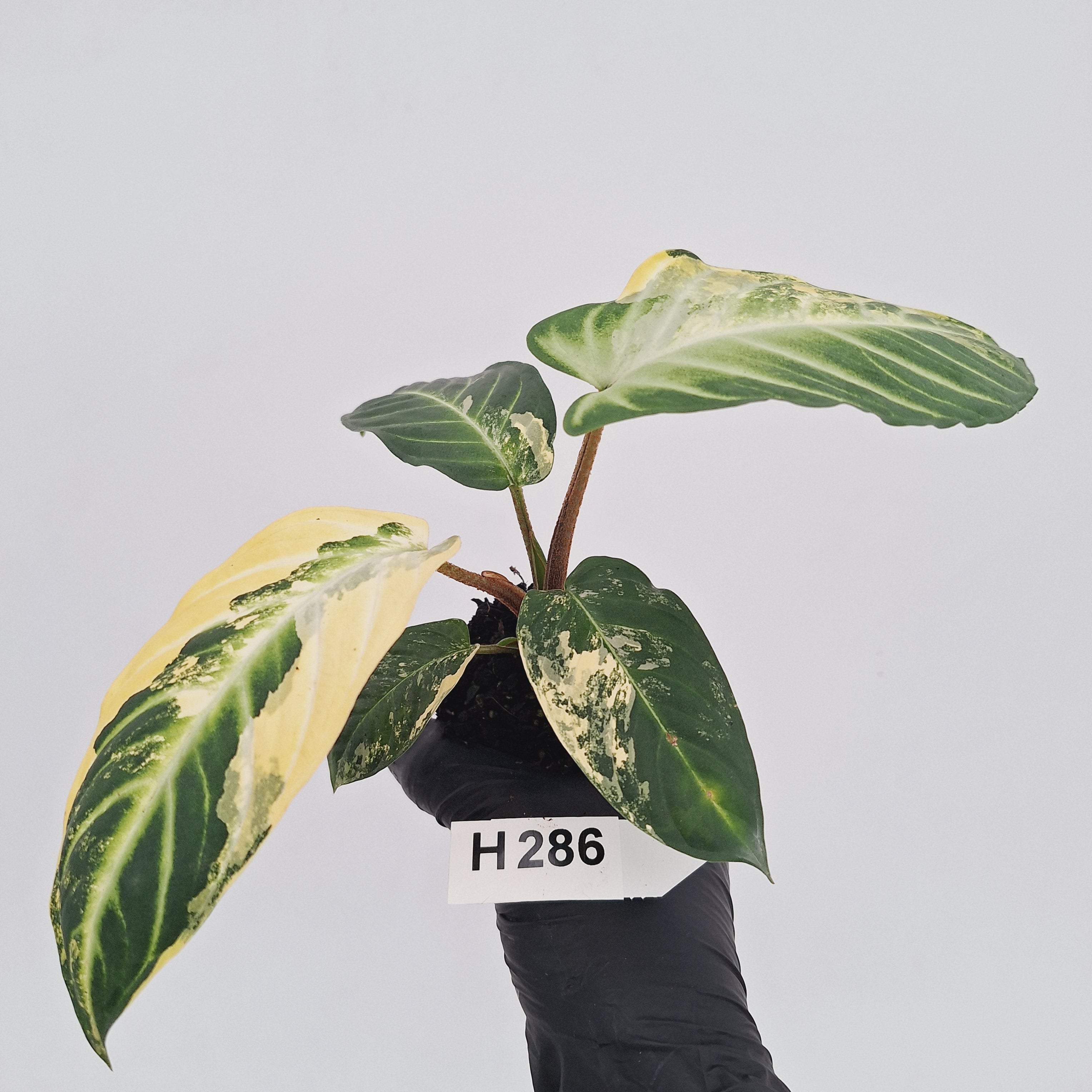 Phyllotaenium lindenii Magnificum Variegata -  Bare Bottom Baby