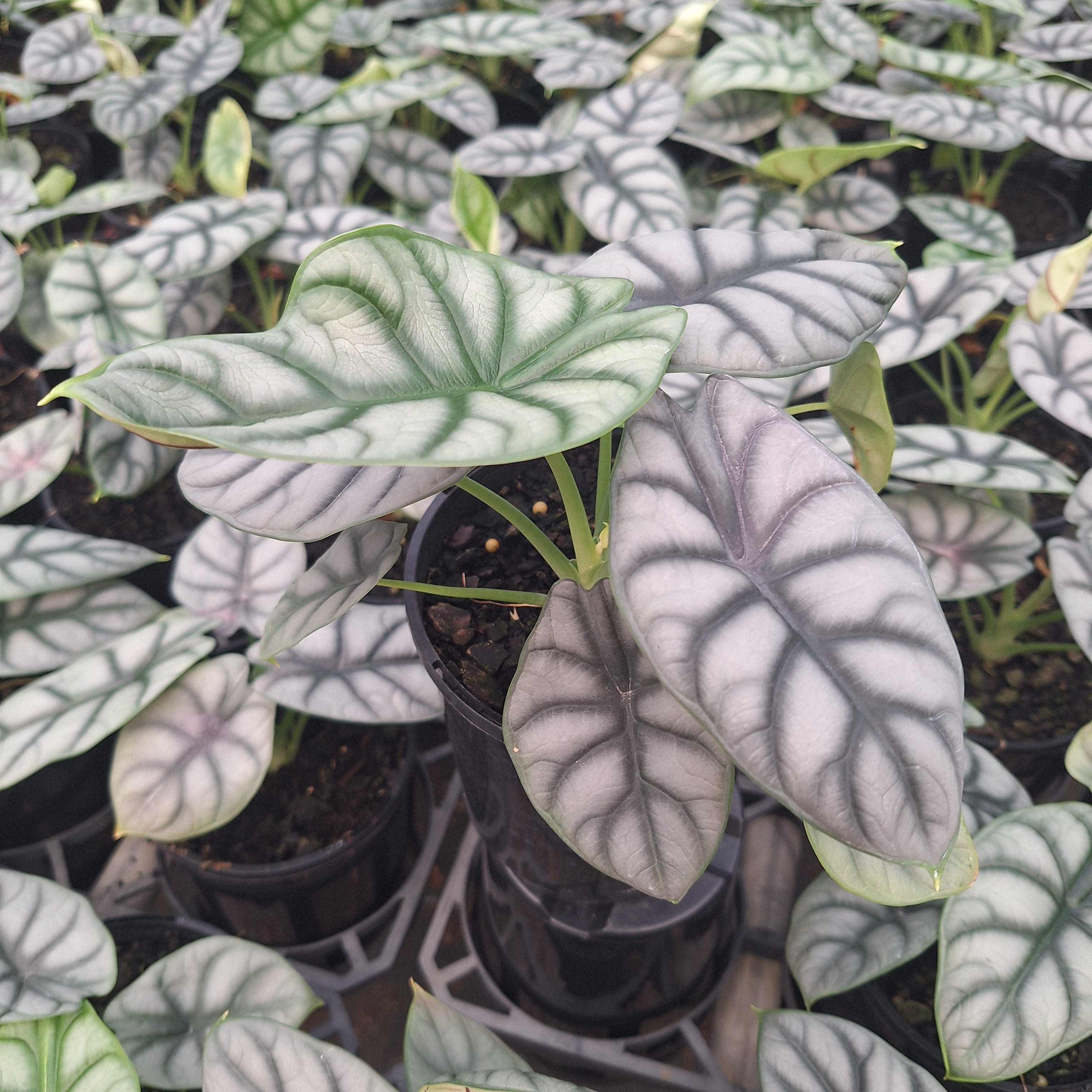Alocasia baginda 'Silver Dragon'