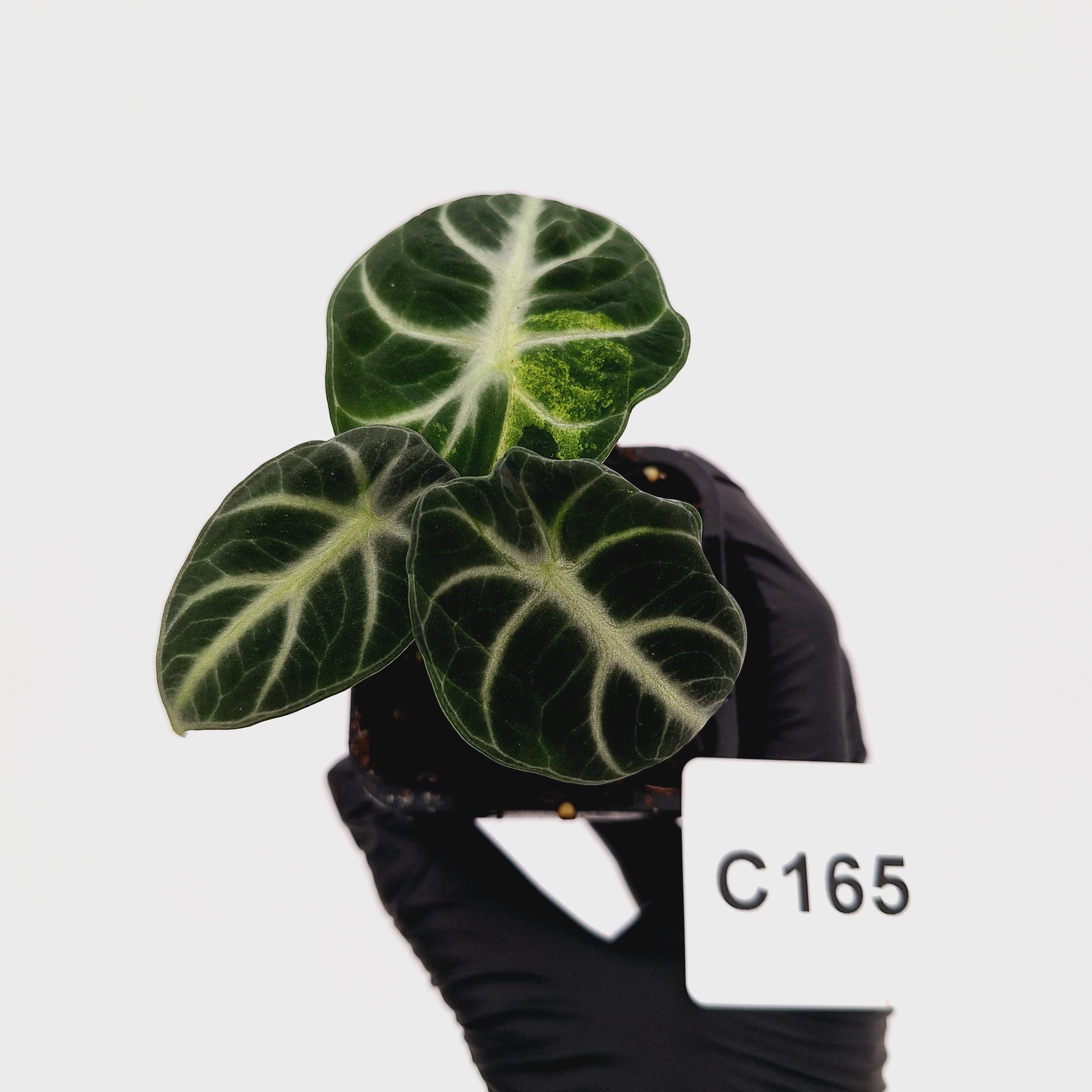 Alocasia reginula 'Ninja Variegata'