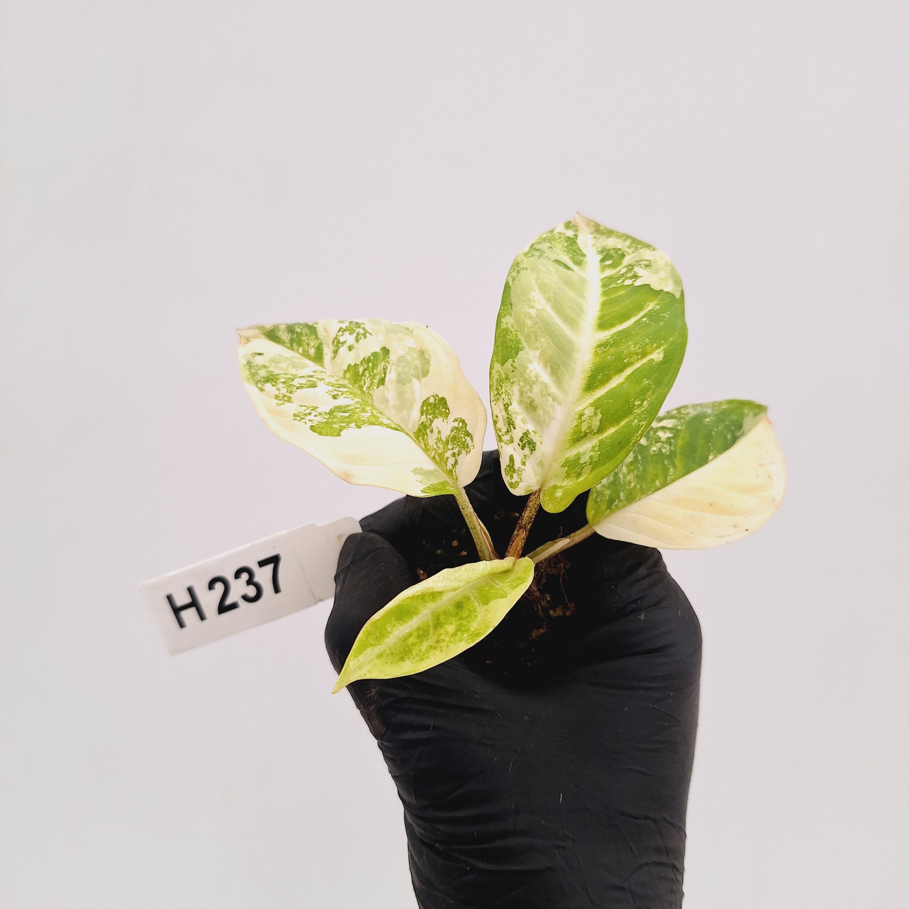 Phyllotaenium lindenii Magnificum Variegata -  Bare Bottom Baby
