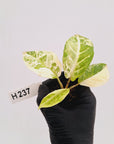 Phyllotaenium lindenii Magnificum Variegata -  Bare Bottom Baby