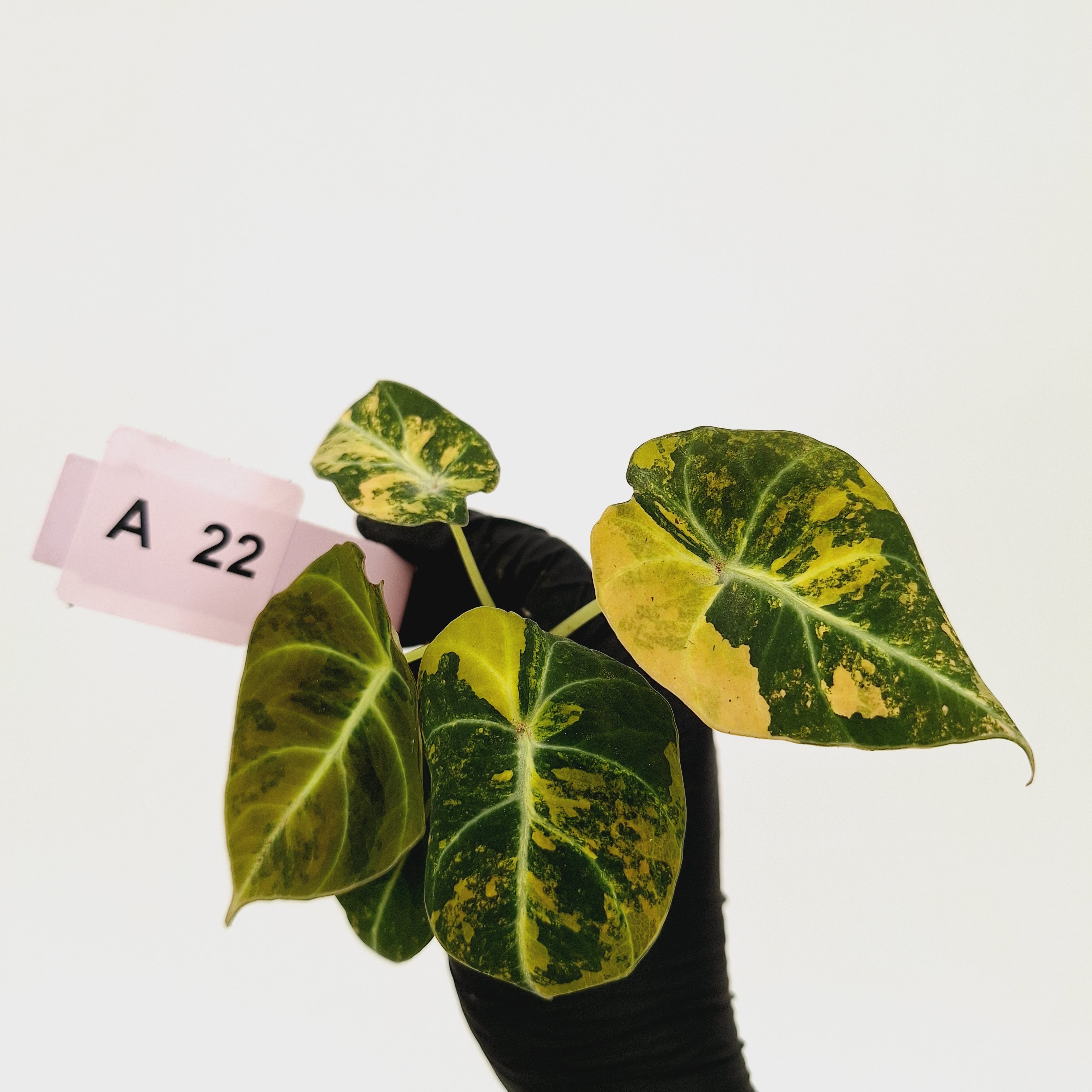 Alocasia reginula 'Black Velvet variegata'- Bare Bottom Baby