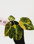 Alocasia reginula 'Black Velvet variegata'- Bare Bottom Baby
