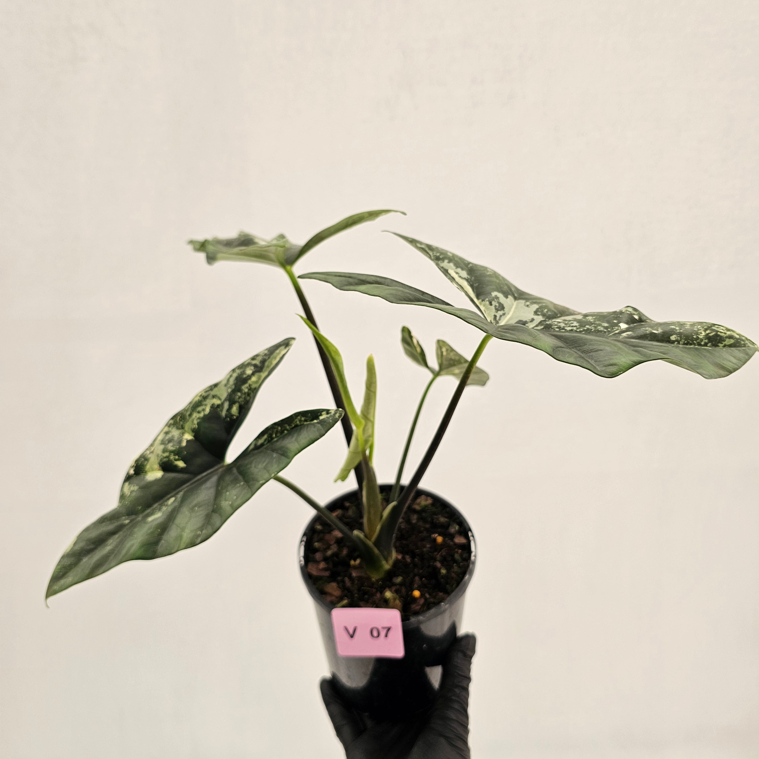 Alocasia ‘Simpo Albo’ Variegata - SALE