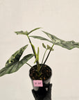 Alocasia ‘Simpo Albo’ Variegata - SALE