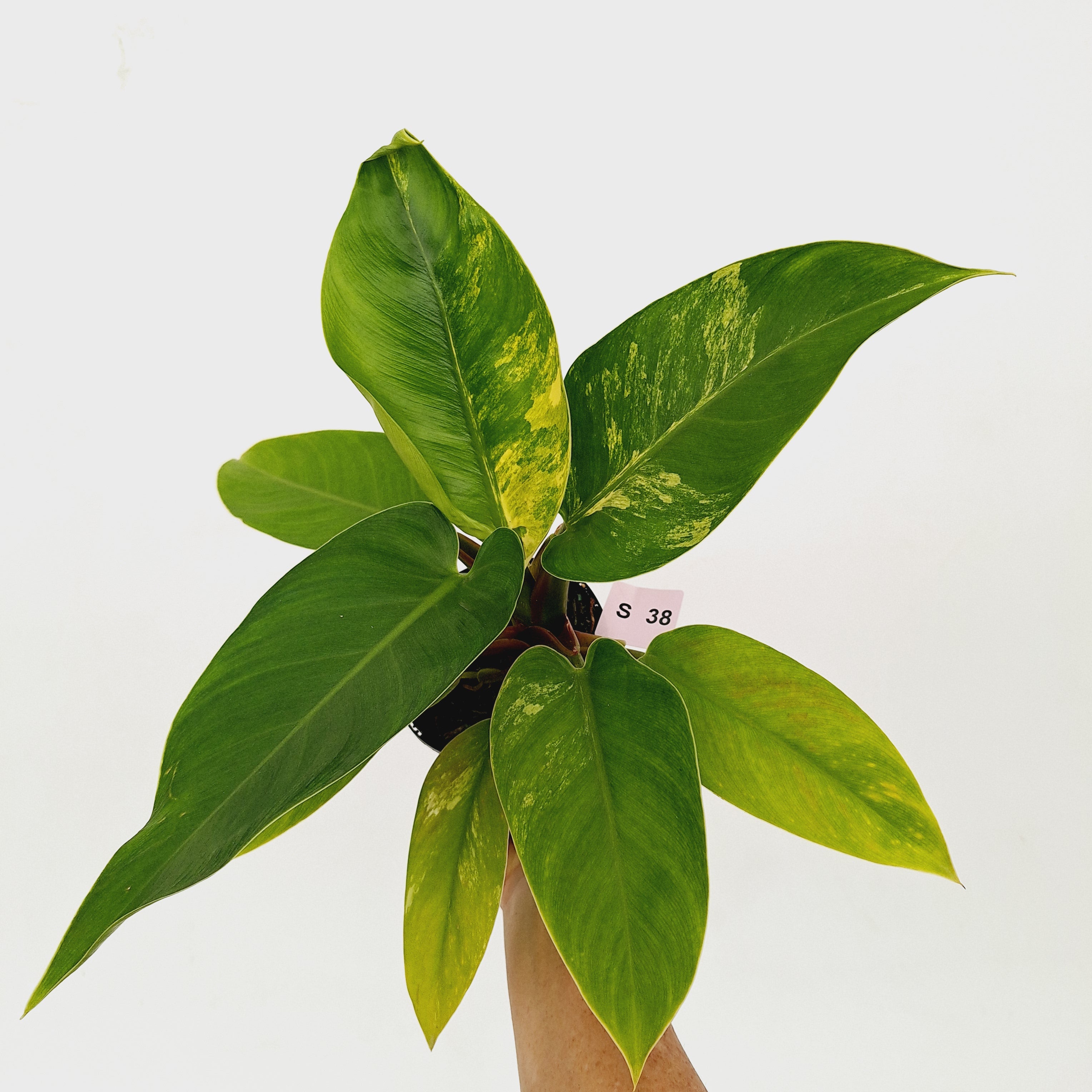 Philodendron imperial green variegata