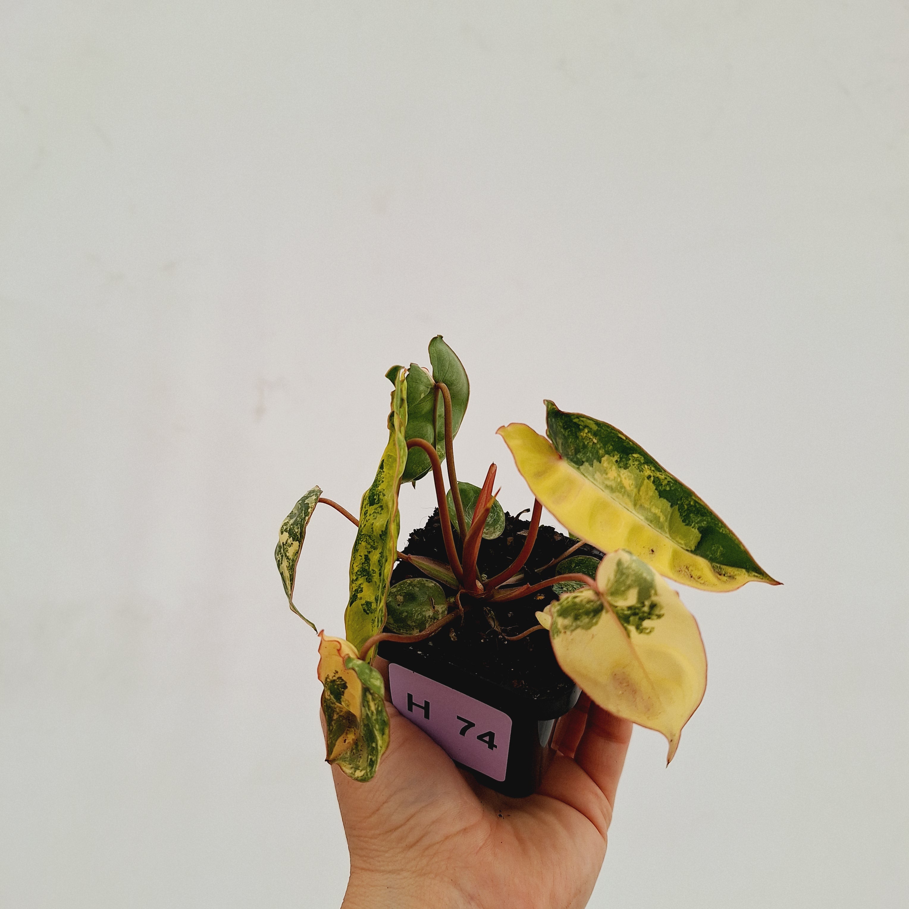 Philodendron billietiae Variegata