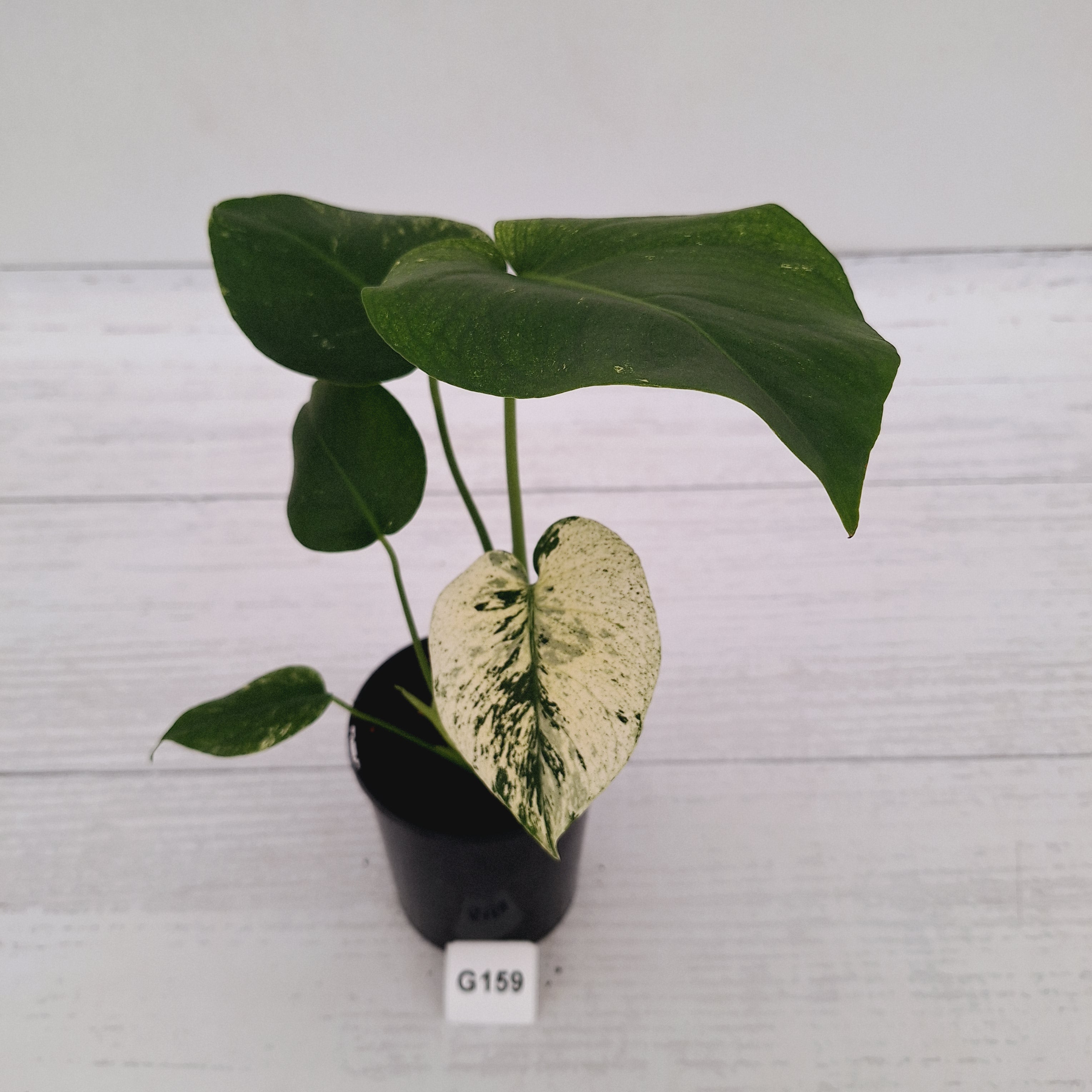 Monstera Deliciosa 'Mint'