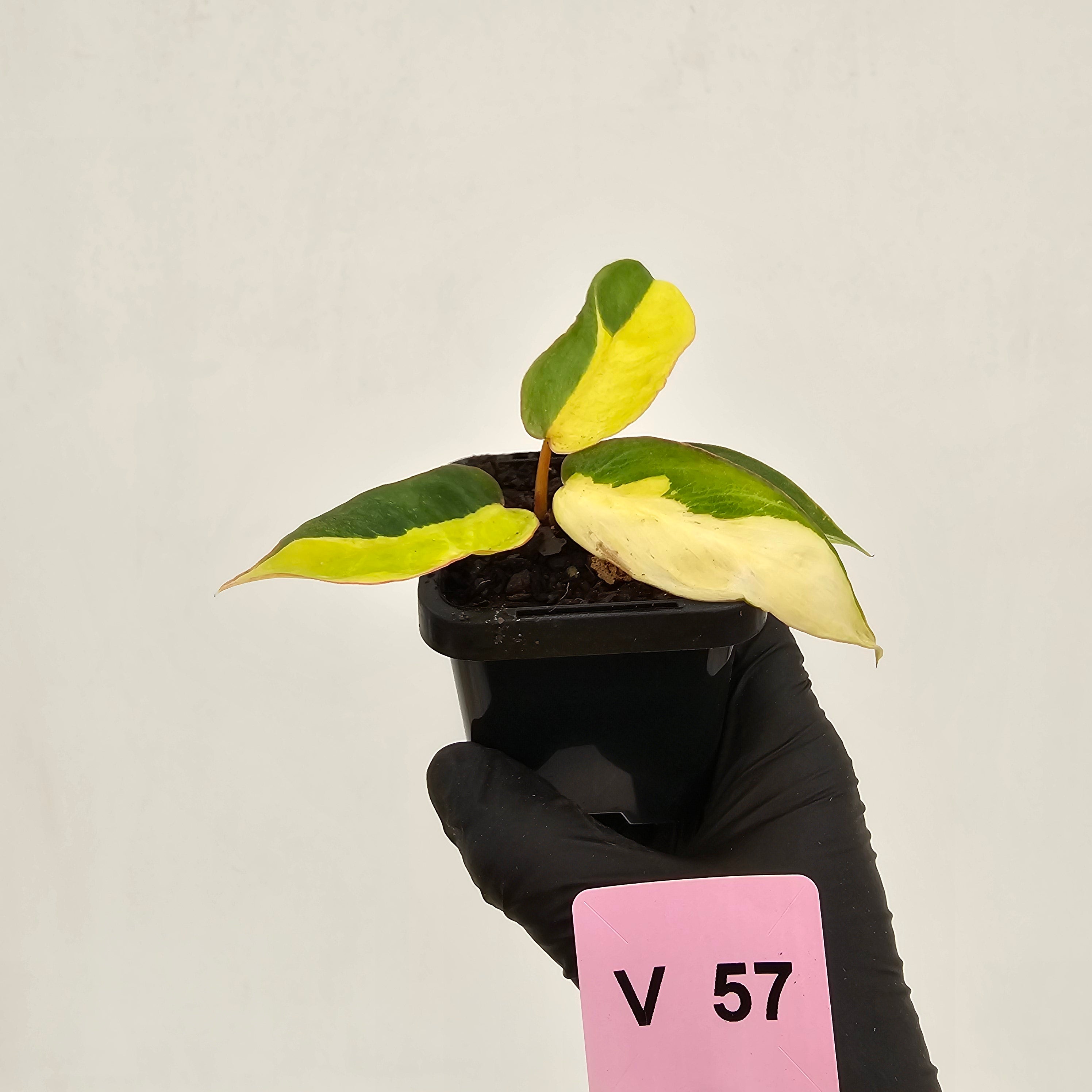 Philodendron pinnatifidum 'Jungle Fever Egg Yolk"