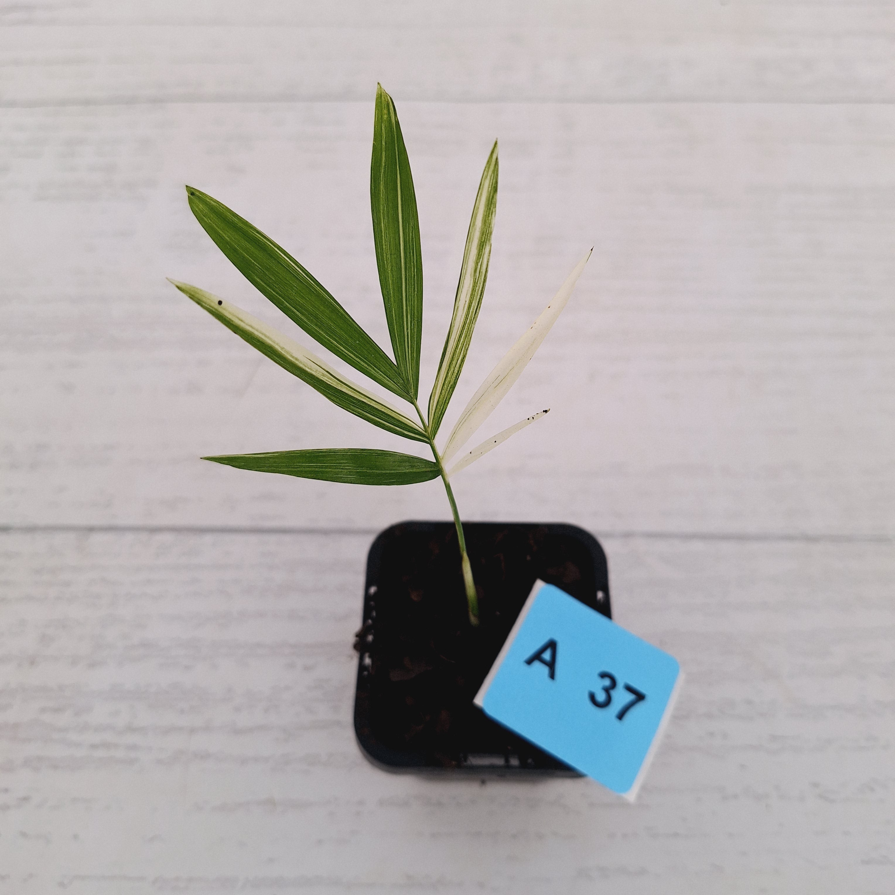 Chamaedorea elegans Parlour Palm Variegated