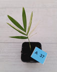 Chamaedorea elegans Parlour Palm Variegated