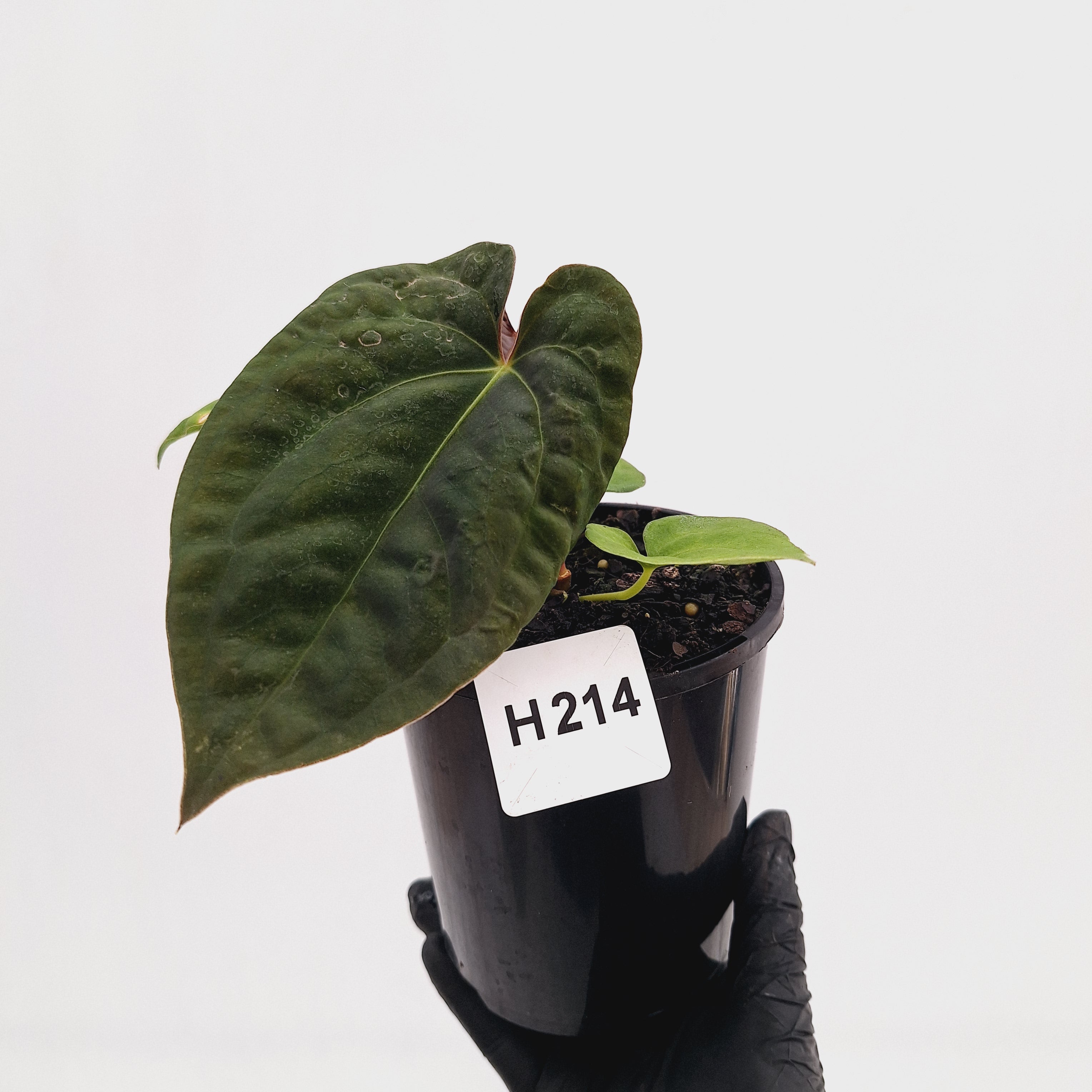 Anthurium 'Black Magic'