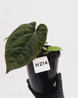 Anthurium 'Black Magic'