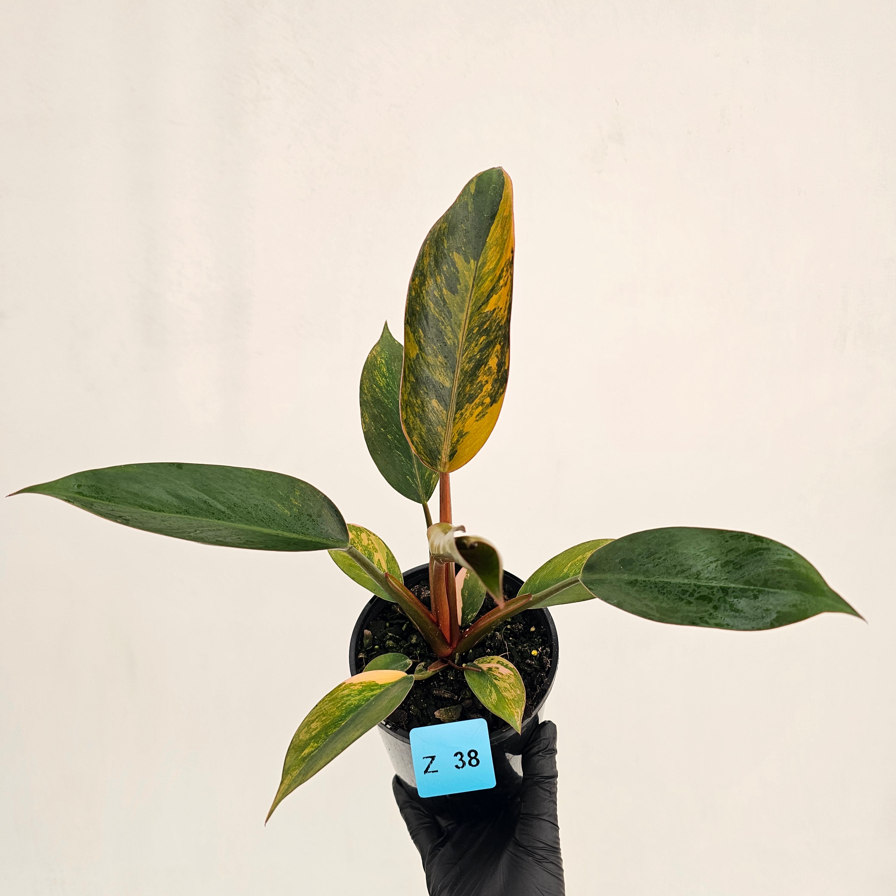Philodendron 'Rojo Congo Variegated' 125mm