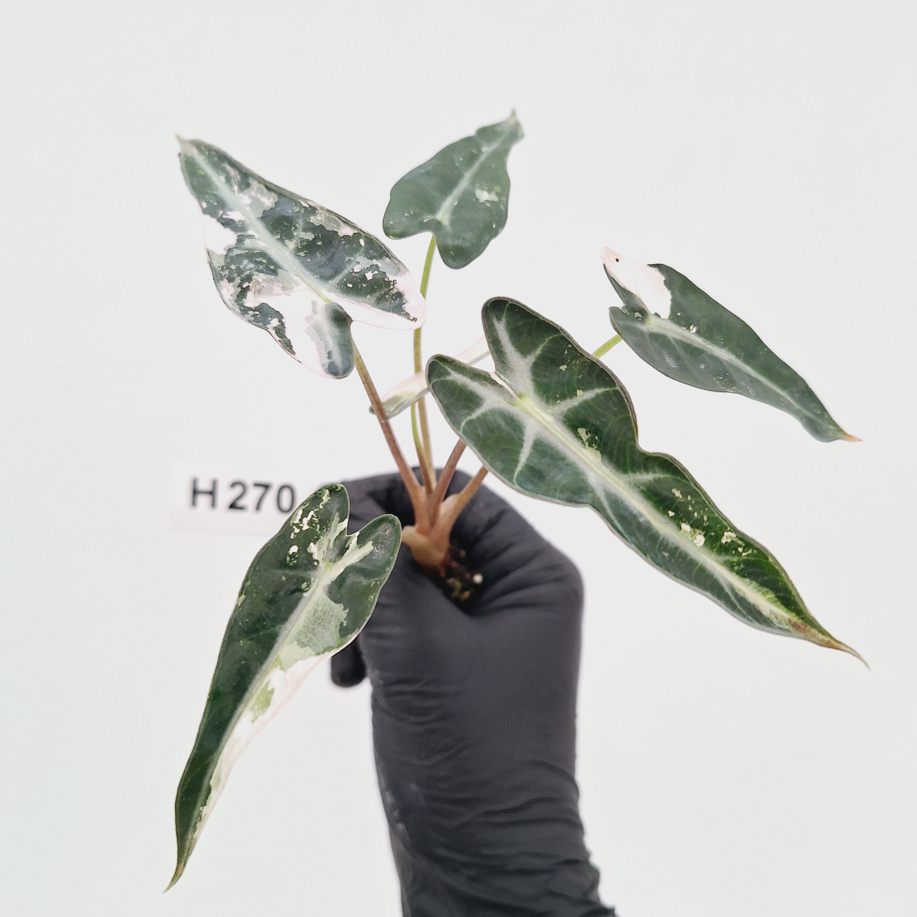 Alocasia Amazonica  bambino Variegata - Bare Bottom Baby - SALE