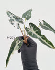 Alocasia Amazonica  bambino Variegata - Bare Bottom Baby - SALE
