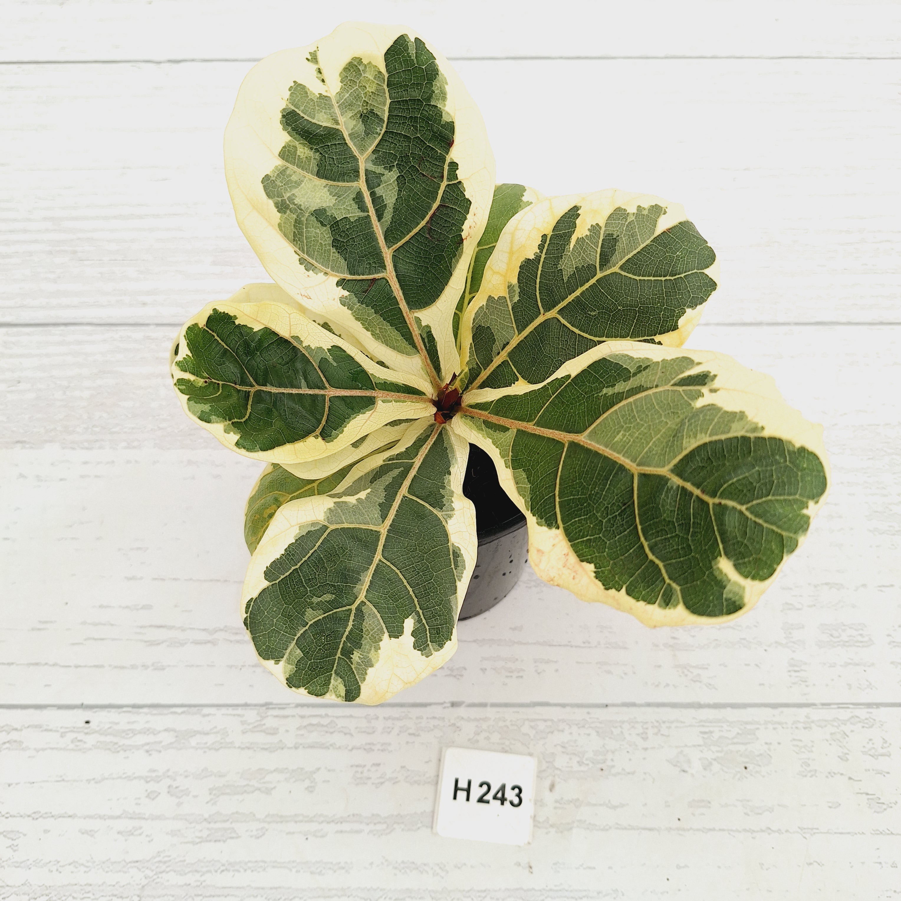 Ficus lyrata Variegata