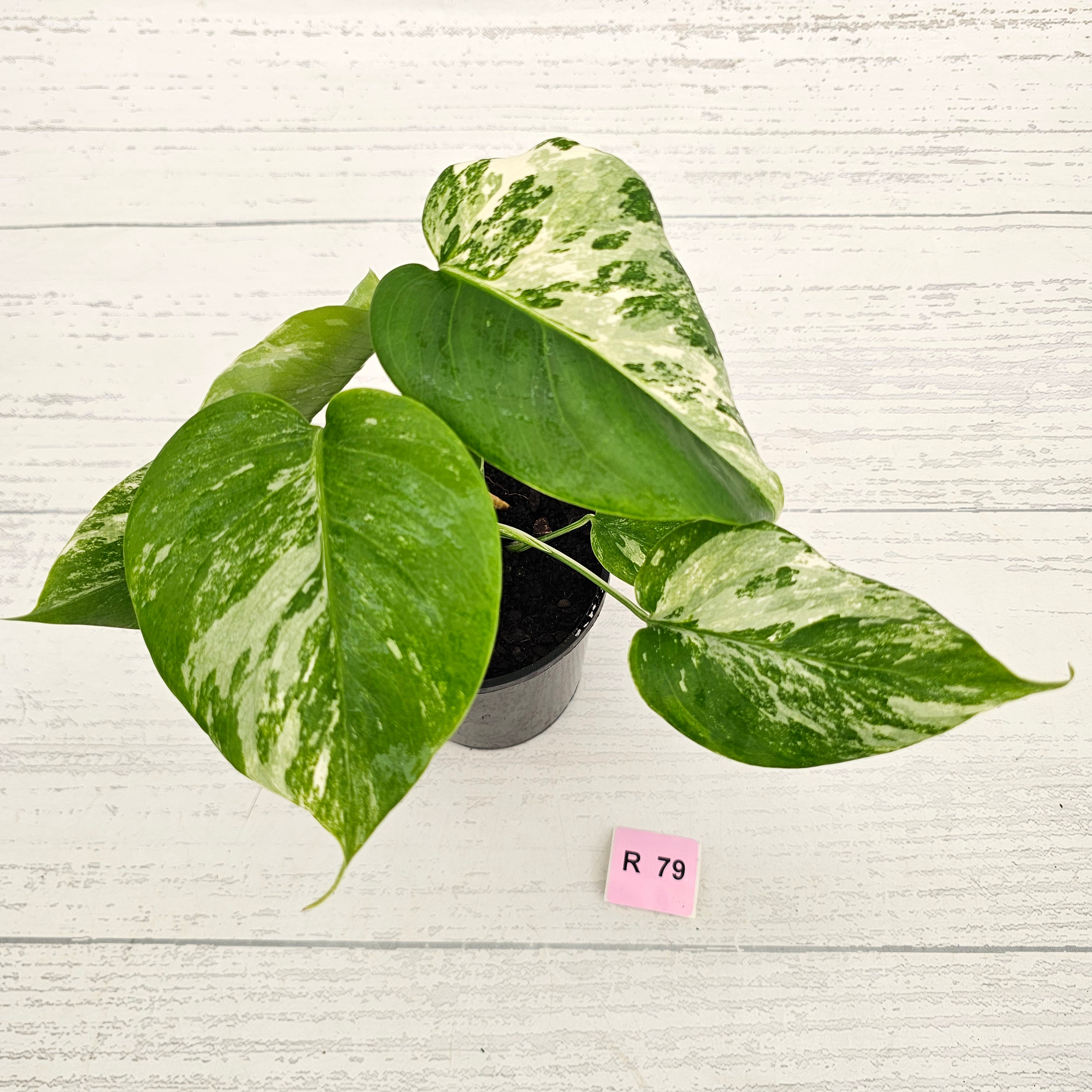 Monstera borsigiana 'Albo'
