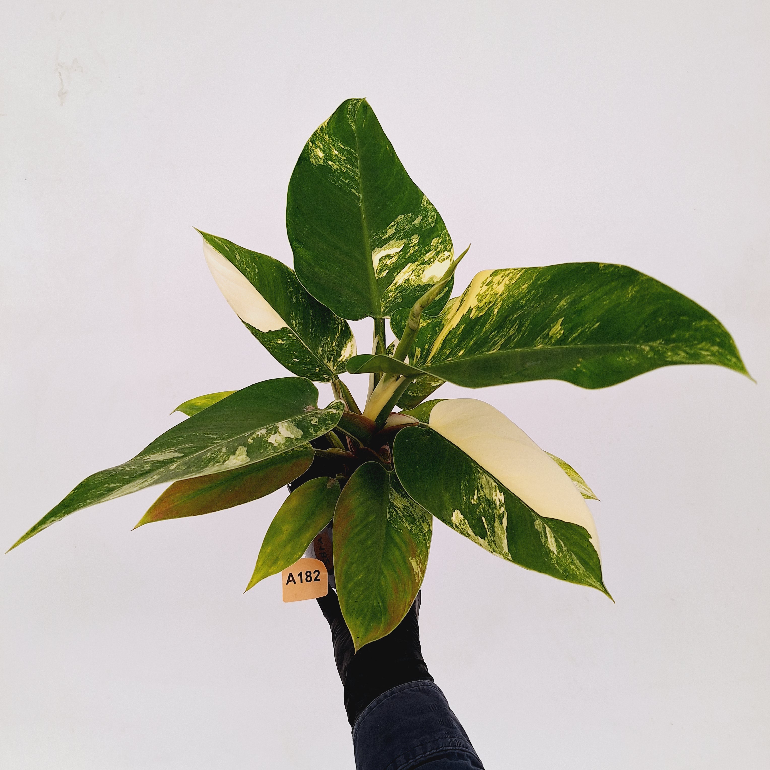 Philodendron imperial green variegata