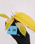 Philodendron pinnatifidum 'Jungle Fever Egg Yolk'
