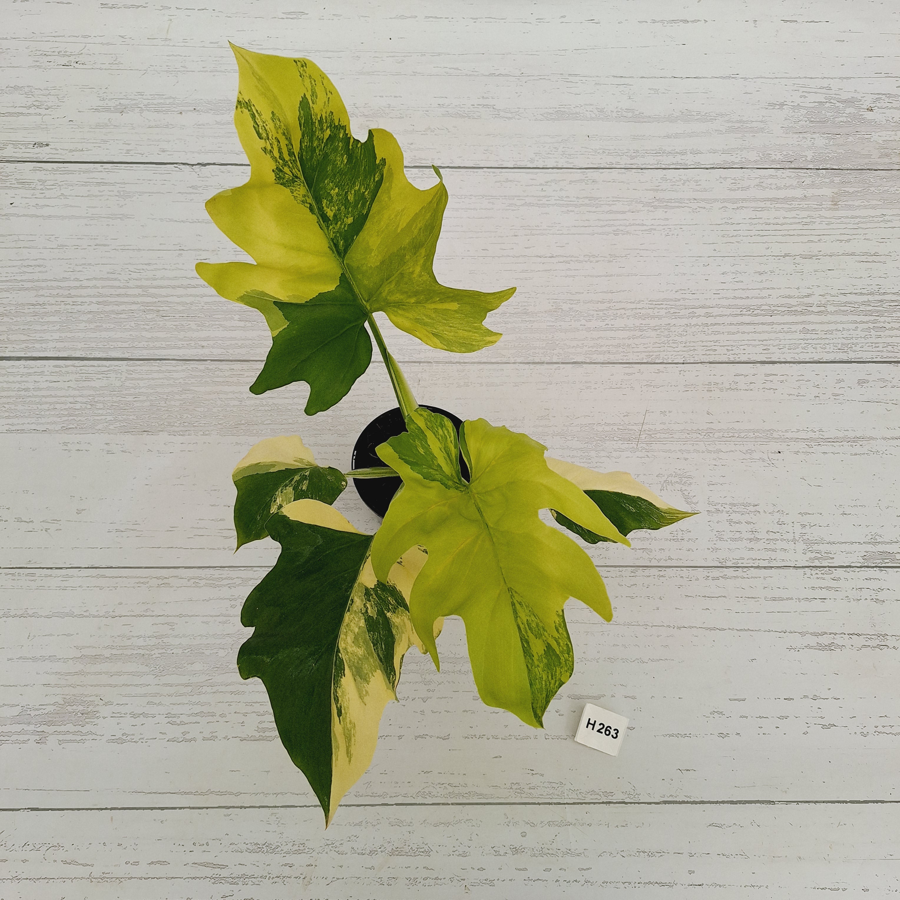 Philodendron warscewiczii Gold Variegata