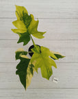 Philodendron warscewiczii Gold Variegata