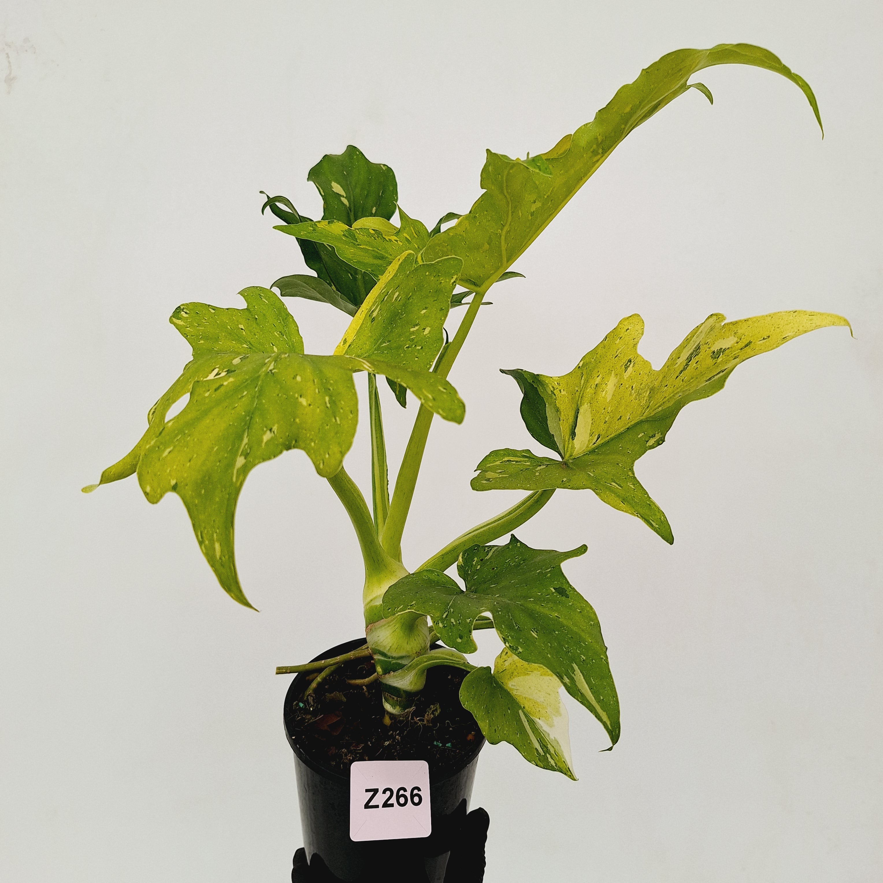 Philodendron warscewiczii Gold Variegata