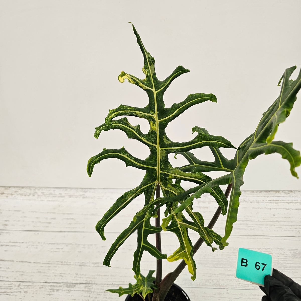 Alocasia portei Malaysian Monster variegata (aurea)