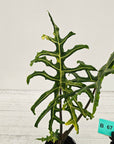 Alocasia portei Malaysian Monster variegata (aurea)