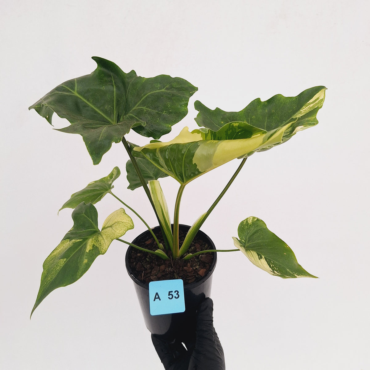 Philodendron 'Angela' variegated