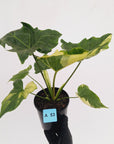 Philodendron 'Angela' variegated