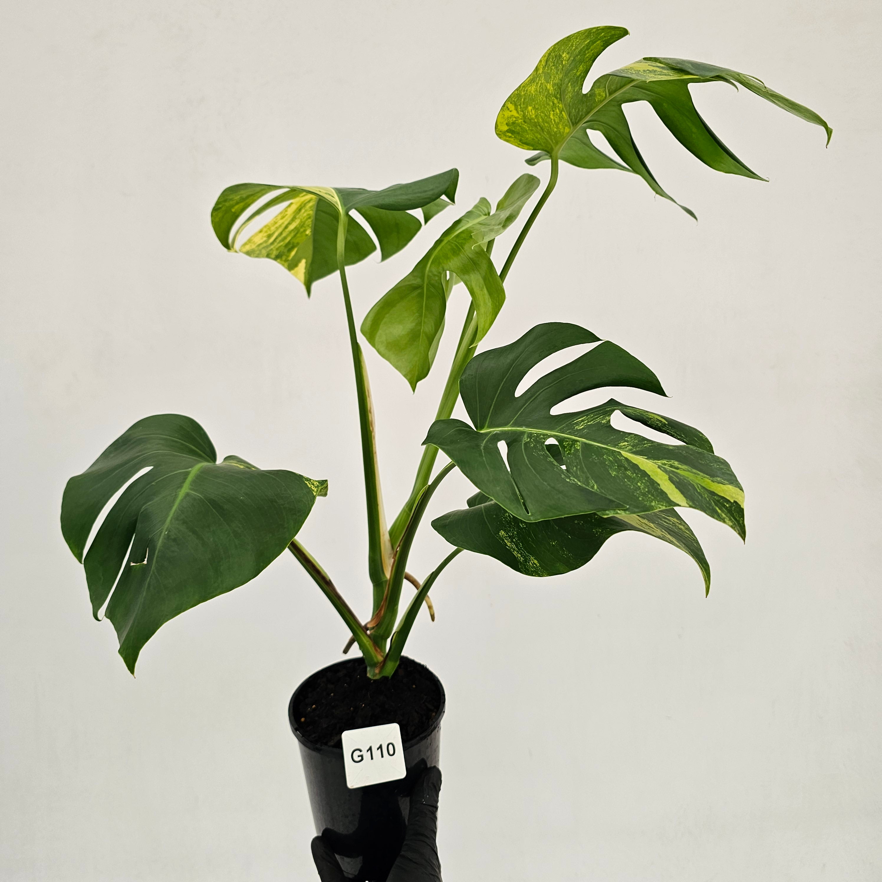 Monstera borsigiana Aurea