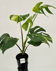 Monstera borsigiana Aurea