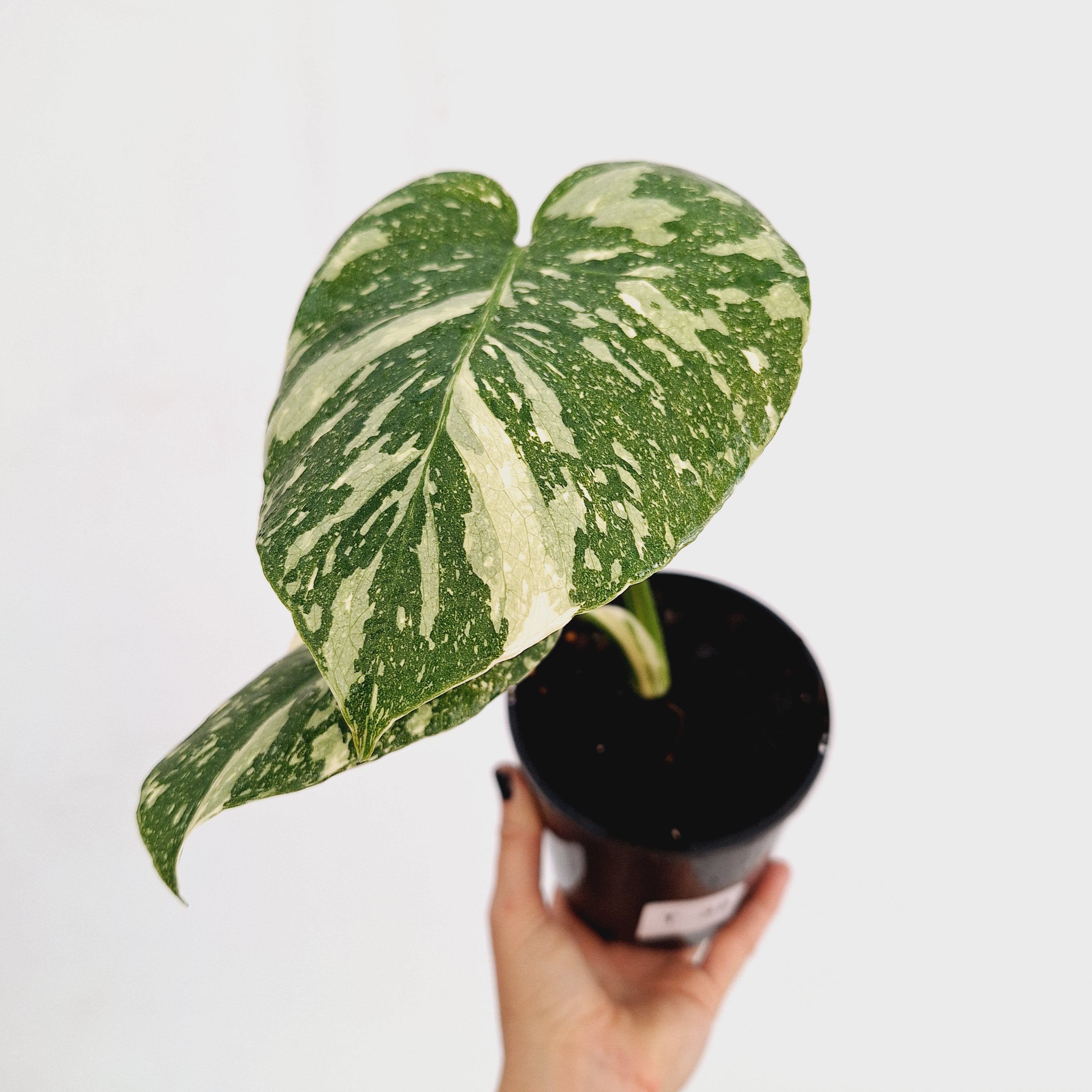 Monstera deliciosa Thai Constellation Sports