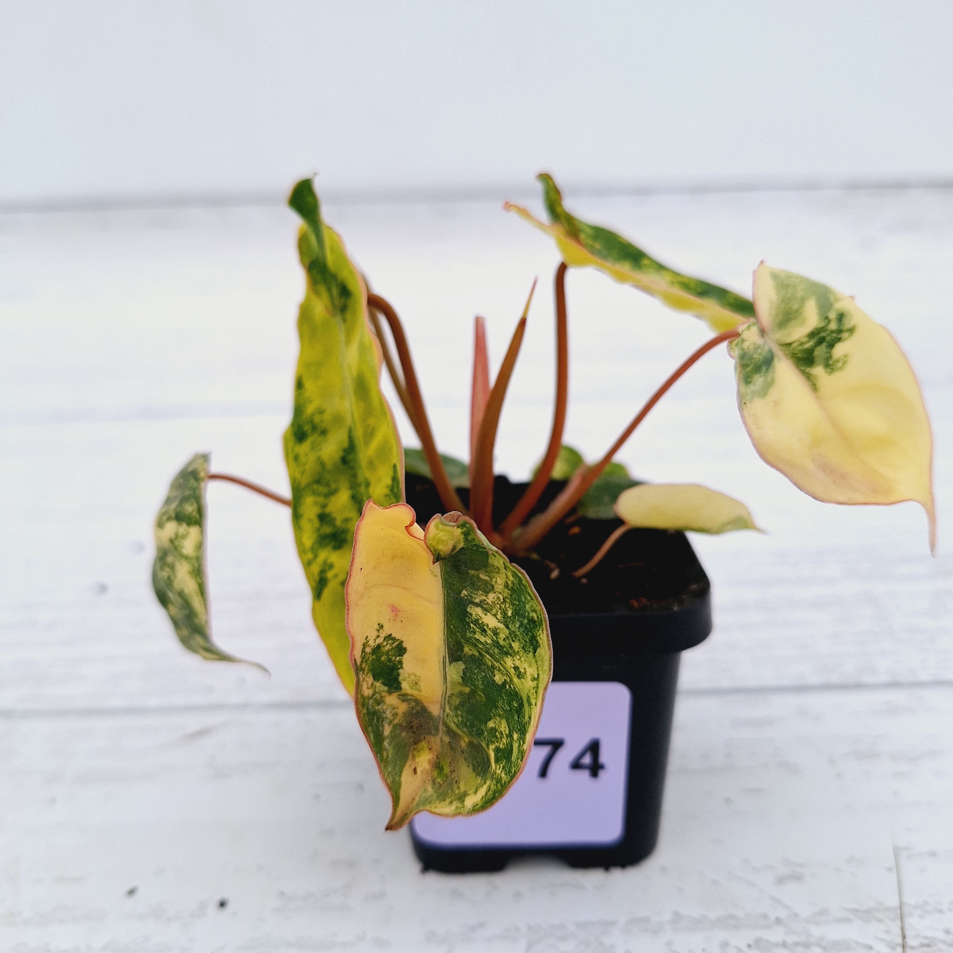 Philodendron billietiae Variegata