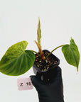 Philodendron verrucosum Variegata