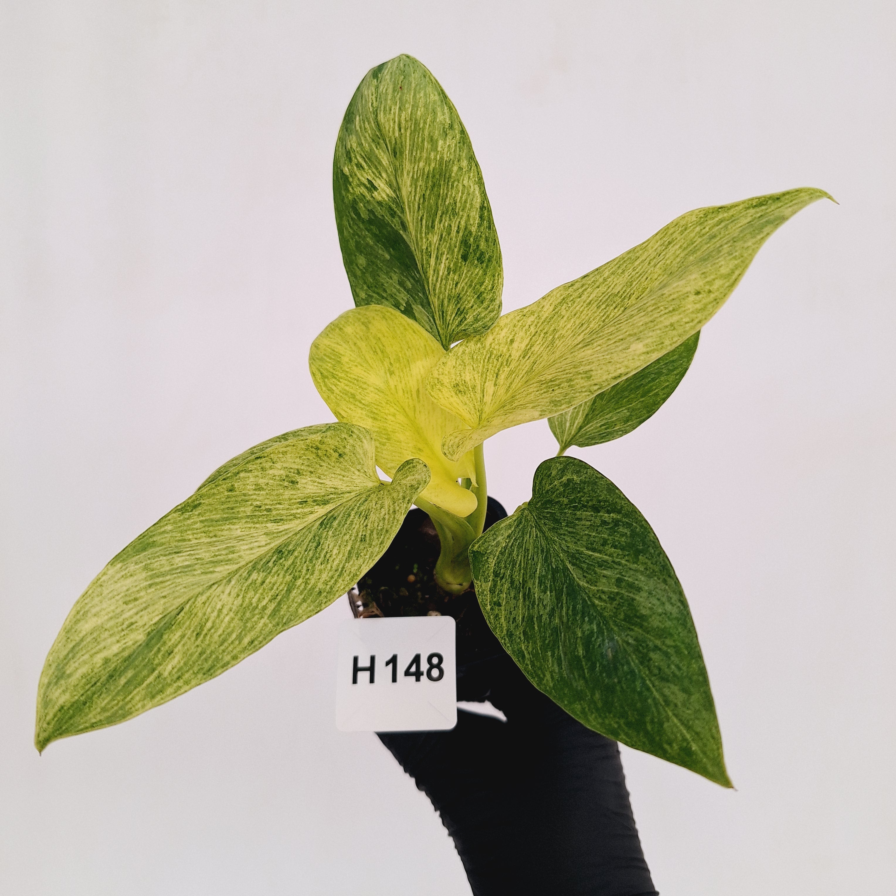 Homalomena sulcata ‘Cream Frost’ - SALE