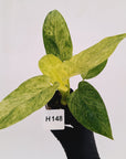Homalomena sulcata ‘Cream Frost’ - SALE